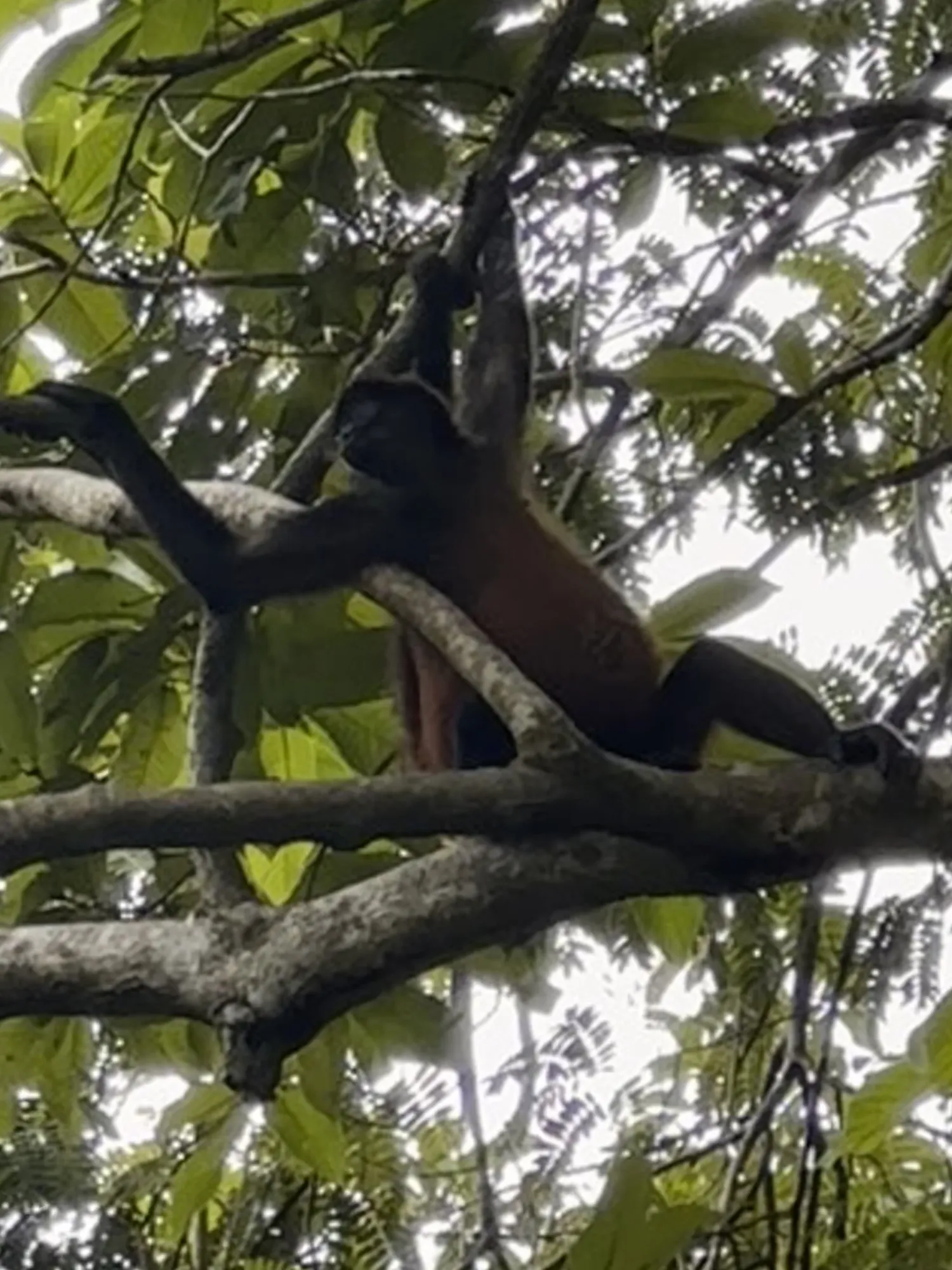 Sea Señorita Villa views, Golfo Dulce Costa Rica